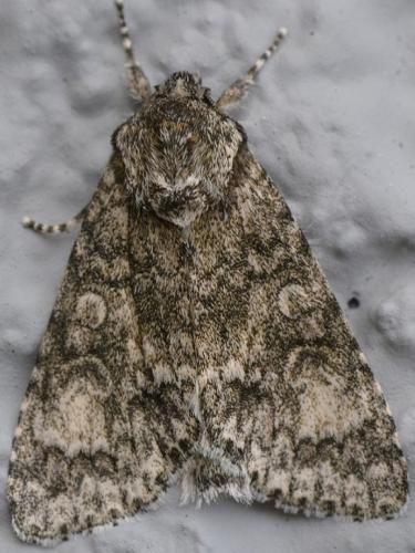 Réf. 233 084 : Subacronicta megacephala